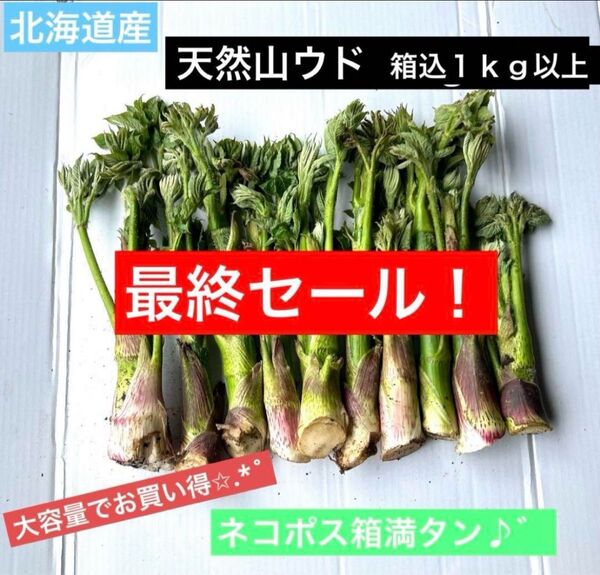 最終セール!北海道産 天然山ウド 箱込み1kg以上