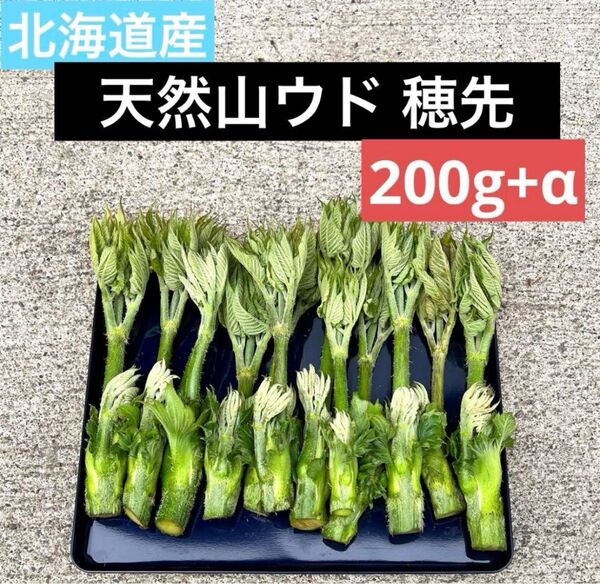北海道産天然山ウド 天ぷら用穂先 お試しパック 200g!
