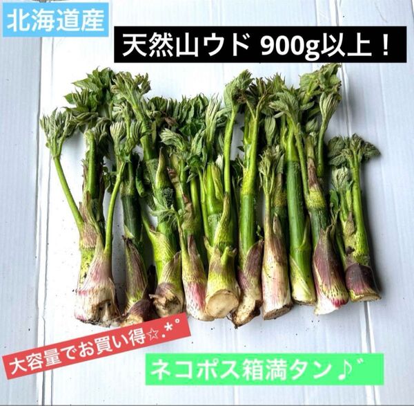 北海道産 新鮮 天然山ウド 900g以上