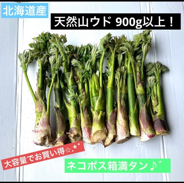 北海道産 新鮮 天然山ウド ネコポス箱満タン!!
