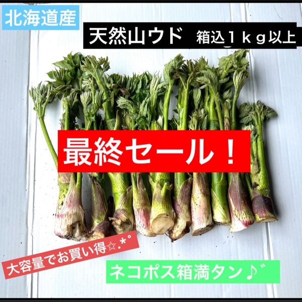 最終セール!北海道産 天然山ウド 1kg以上!