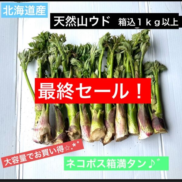 最終セール!北海道産 天然山ウド 1kg以上!