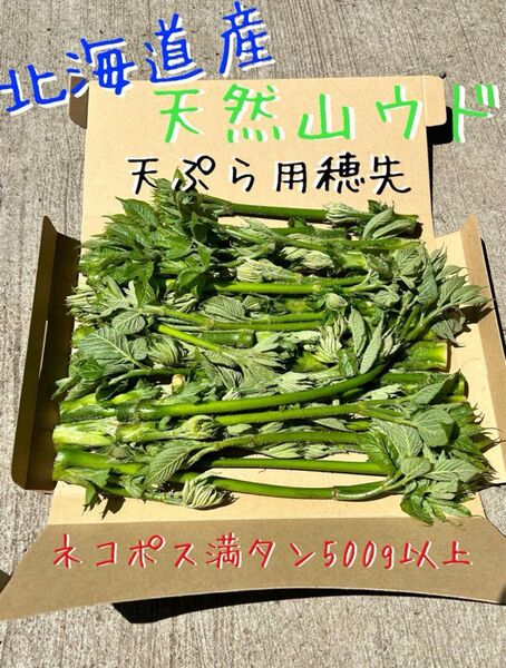 【限定】北海道産天然山ウド 天ぷら用穂先 ネコポス箱満タン500g以上!