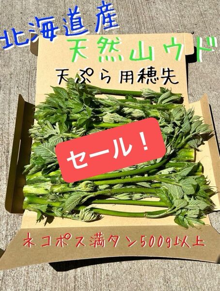 【セール!!!】北海道産天然山ウド 天ぷら用穂先 ネコポス箱満タン500g以上!