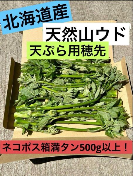 値下!北海道産天然山ウド 天ぷら用穂先 ネコポス箱満タン500g以上!