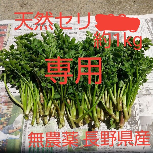 天然 芹 セリ 約1kg 無農薬 長野県産 信州産