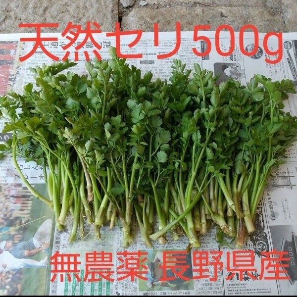 天然 セリ 芹 約500g 無農薬 長野県産 信州産