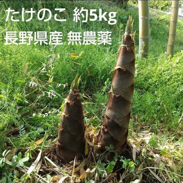 たけのこ 筍 約5kg 無農薬 長野県産 信州産