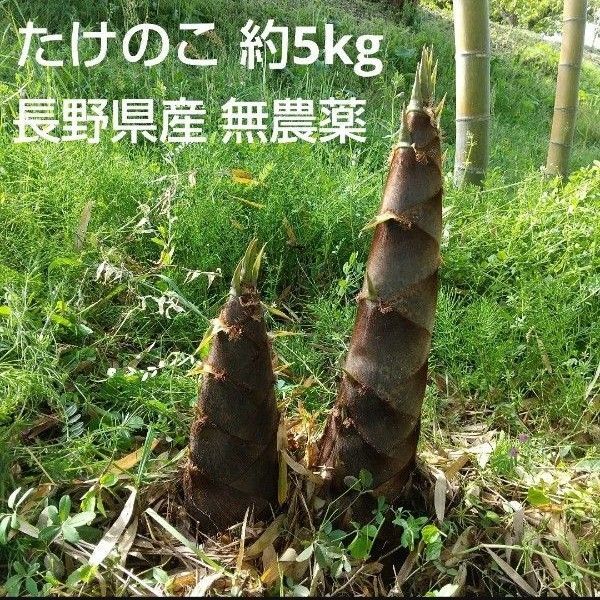 たけのこ 筍 約5kg 長野県産 信州産 無農薬