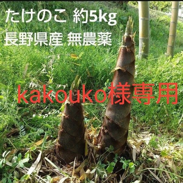 たけのこ 筍 約5kg 無農薬 長野県産 信州産