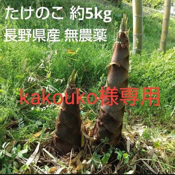 たけのこ 筍 約5kg 長野県産 信州産 無農薬