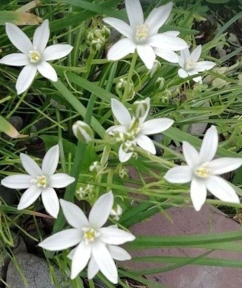 オーニソガラム【ヒスピドゥム】可憐な白花春咲き 球根15 個程度