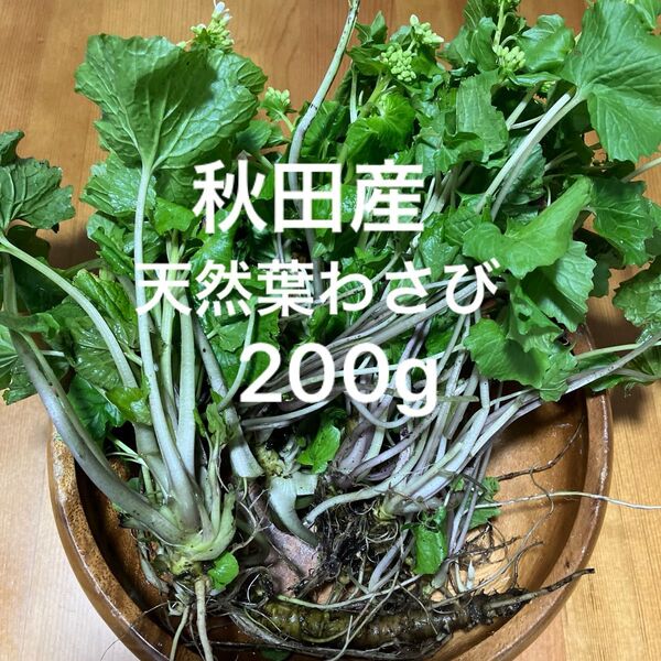秋田産天然わさび200g