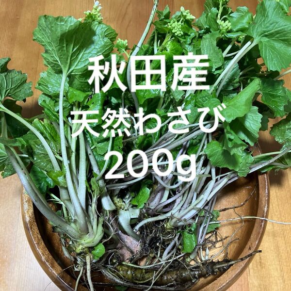 秋田産天然わさび200g