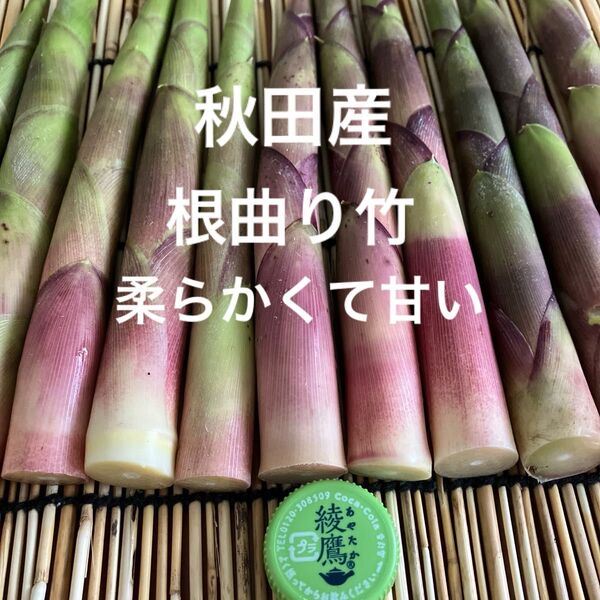秋田産根曲り竹2kg