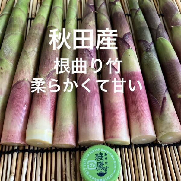 秋田産根曲り竹2kg