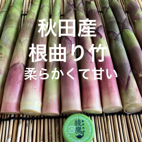 秋田産根曲り竹【箱込み1kg】