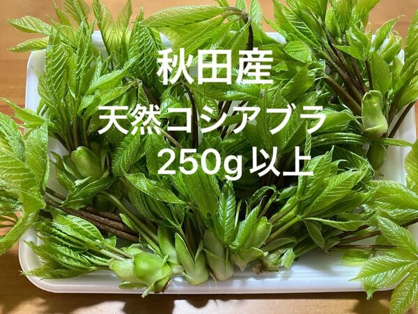 秋田産天然コシアブラ250g以上