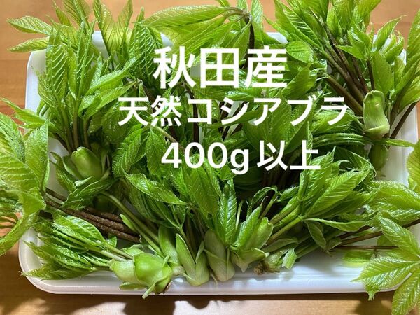 秋田産天然コシアブラ400g以上