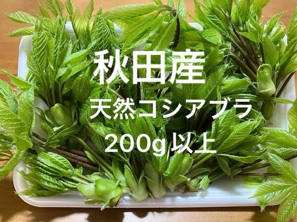 秋田産天然コシアブラ200g以上