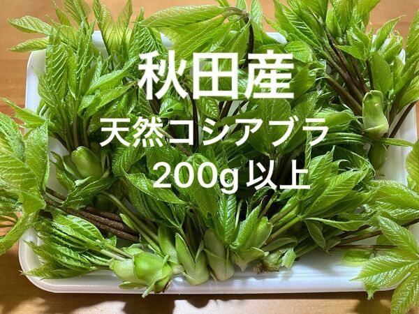 秋田産天然コシアブラ200g以上