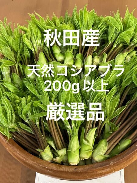 秋田産天然コシアブラ【200g以上】