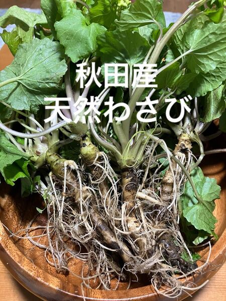 秋田産天然わさび200g以上