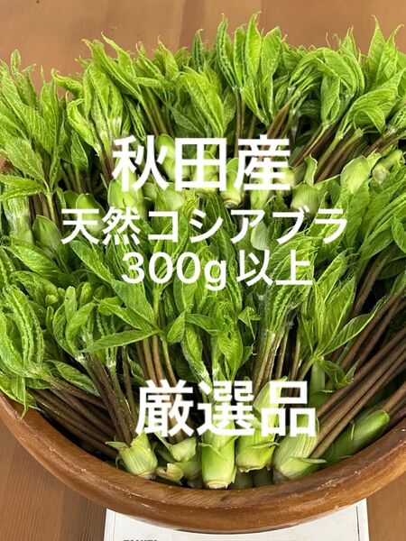 秋田産天然コシアブラ300g以上