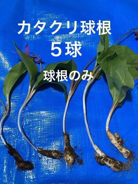 カタクリ球根 『多年草◆山野草』5球