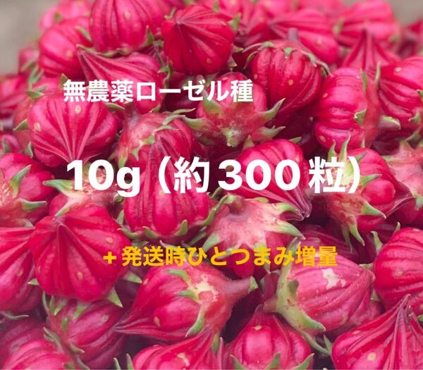 無農薬 ローゼル赤 種 10グラム 約300粒前後 ローゼルティー ジャム作り クラフト 種まきシーズン! お友達にもお裾分け〜