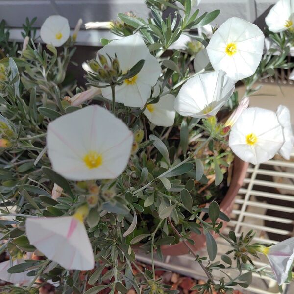 コンボルブルス コンボルブルススノーエンジェル シルバーリーフ 花苗 多年草 常緑低木