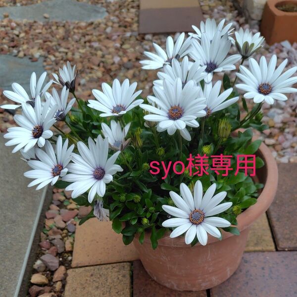 オステオスペルマム オステオスペルマムアキラ 花苗 多年草 オステオスペルマムアキラ&アジサイセット