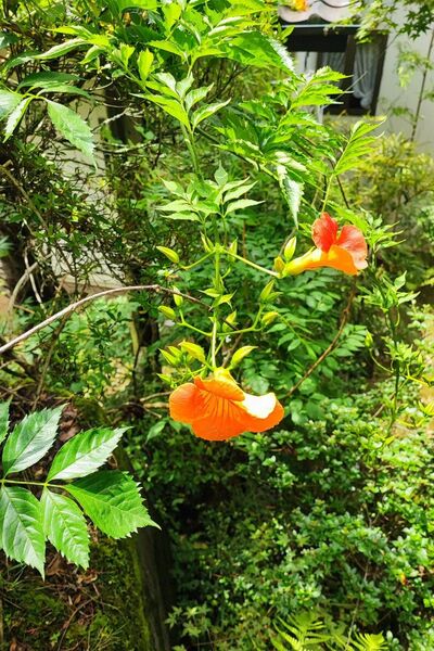 ノウゼンカズラオレンジの花小苗