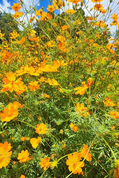 キバナコスモス小苗10本