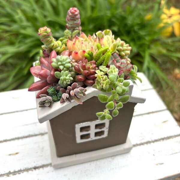 多肉植物寄せ植え 可愛いお家型鉢に寄せ植え プレゼント ギフトにも ははのひ
