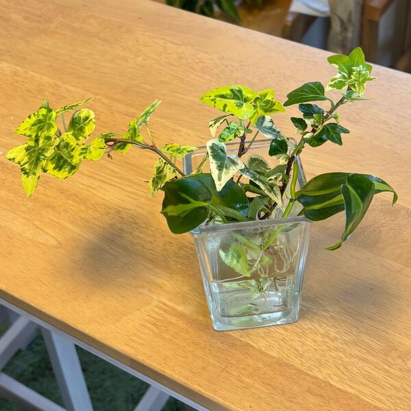 観葉植物 フィロデンドロンオキシカルジウム ブラジル べデラ 天使のささやき ルナゴールド 発根済みカット苗