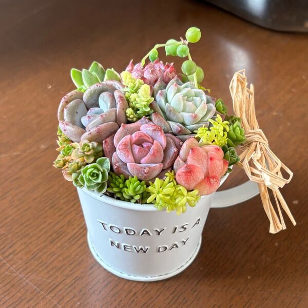 多肉植物寄せ植え ブリキカップ ホワイト