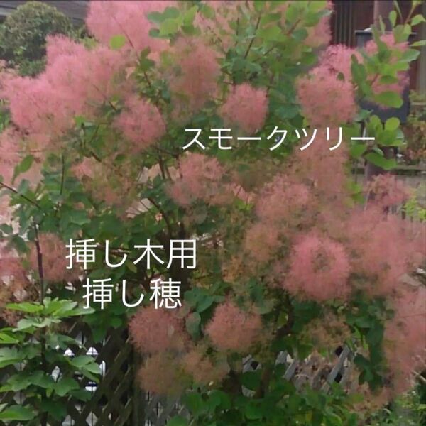 スモークツリー 挿し木用挿し穂