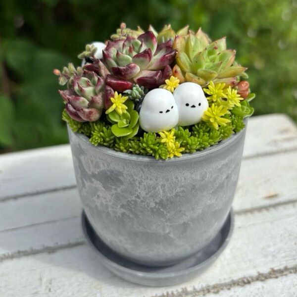 多肉植物寄せ植え 鉢と鉢皿セット シマエナガファミリー グレー