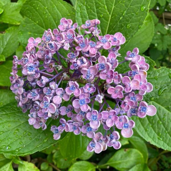 お多福紫陽花 ポップコーン咲き 挿し木用挿し穂