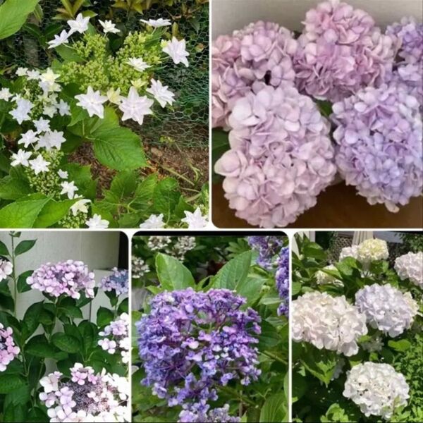 紫陽花挿し穂セット