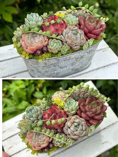 多肉植物寄せ植えそのまま飾れる ブリキ鉢 カラフル寄せ植え プレゼント ギフト