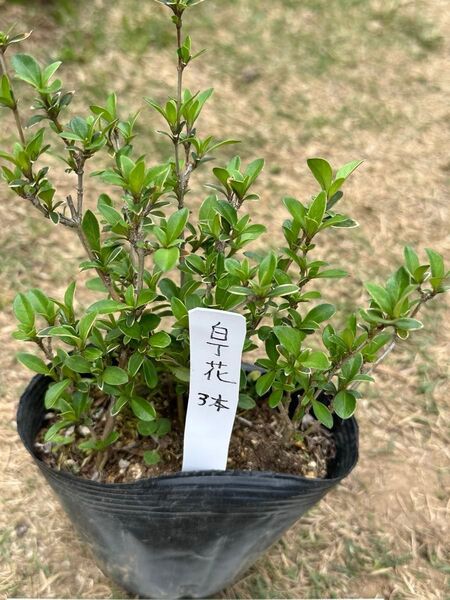 白丁花 挿し木苗3本