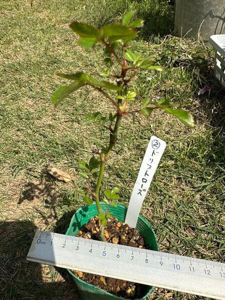 ドリフトローズ アプリコット挿し木苗②