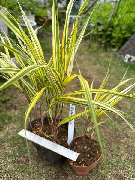 風知草 斑入り 山野草