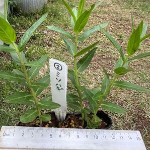 ミソハギ ② 禊萩 山野草
