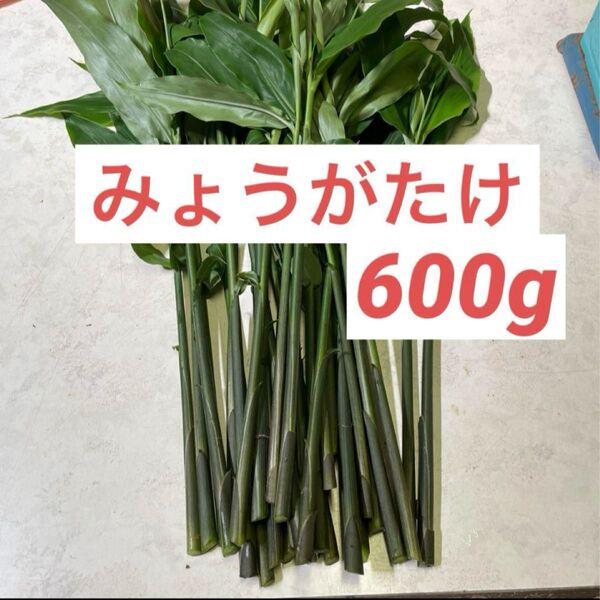みょうがたけ ネコポスいっぱい600g 収穫当日発送 150g×4 みょうがの茎 無農薬 山菜