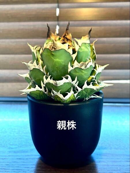 【コレクション中株】アガベ チタノタ レッドキャットウィーズル ゴリ猫