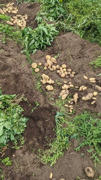 新じゃがいも 10kg 千葉県産 無農薬