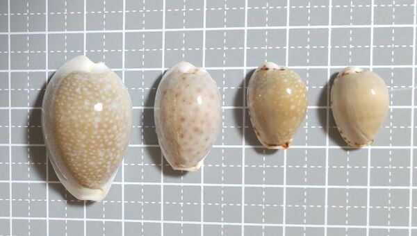 貝殻 ハツユキダカラ?など タカラガイ 4個セット